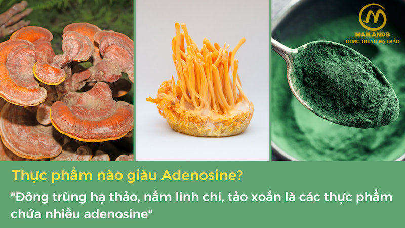Đông trùng hạ thảo, nấm linh chi, tảo xoắn là các thực phẩm giàu Adenosine.