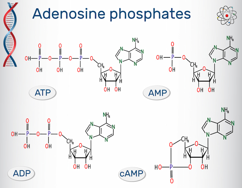 Công thức hóa học của các loại adenosine như: ATP, ADP, AMP, ADA