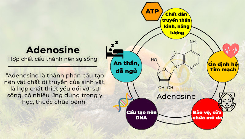 Adenosine là gì? 8 tác dụng của adenosine với sức khỏe
