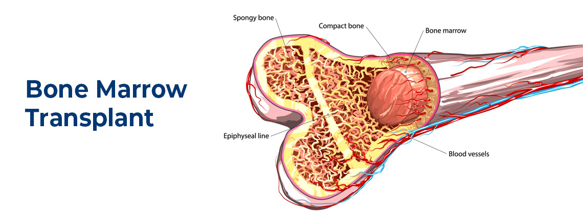 Bone Marrow là gì và cấu trúc cụm từ Bone Marrow trong câu Tiếng Anh