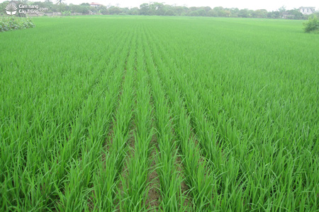 Ruộng lúa được cấy bằng máy