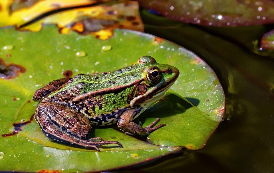 Frog Là Gì? Những Điều Thú Vị Về Frog – Có Thể Bạn Chưa Biết