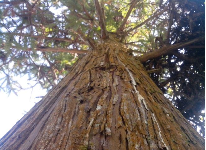 Gỗ Ngọc Am - Loại gỗ được mệnh danh là ngọc của núi rừng