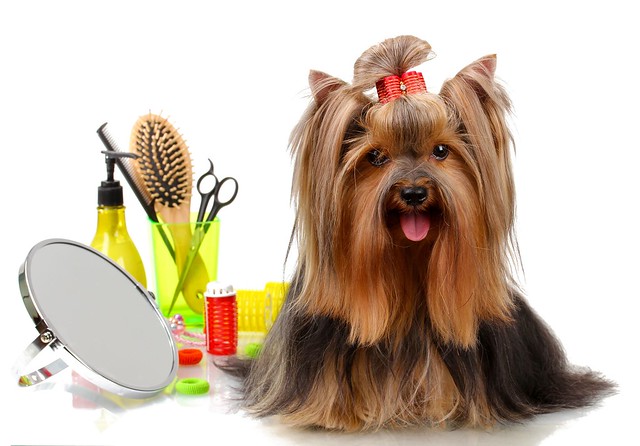 Grooming là gì? 5 bước tự grooming cho chó tại nhà