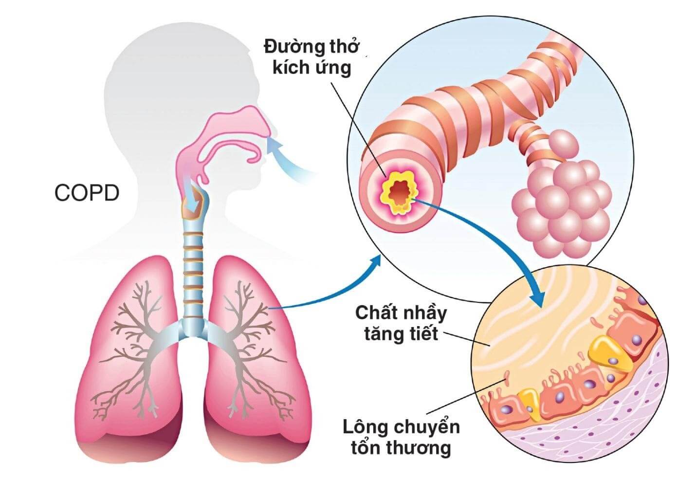 Hô hấp là gì? Cấu tạo của các bộ phận trong hệ hô hấp