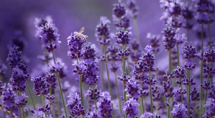Ý nghĩa của hoa oải hương Lavender – loài hoa của tình yêu chung thủy