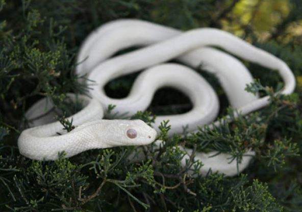 Nằm mơ thấy rắn màu trắng cắn có sao không?