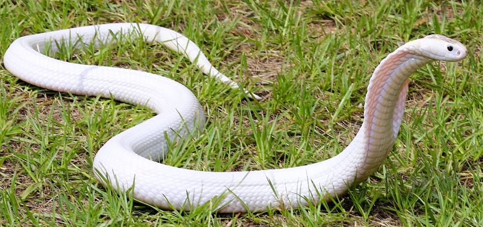 Nằm mơ thấy rắn màu trắng – Loài vật kỳ lạ liệu có đáng sợ?