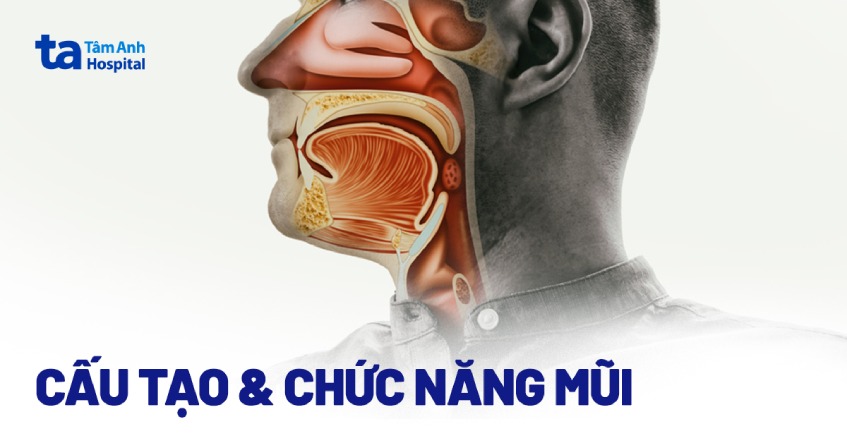 Cấu tạo mũi người và các chức năng sinh lý thường gặp [CHI TIẾT]
