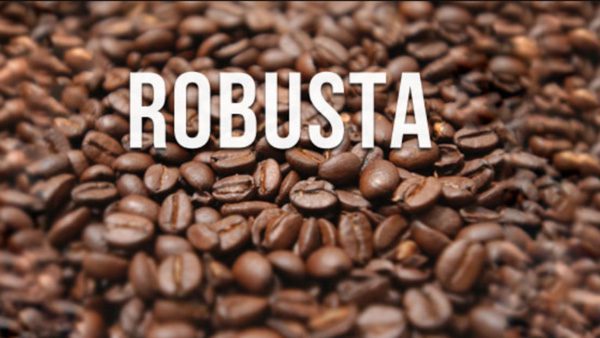 Cà phê Robusta là gì? Những bí ẩn chưa được hé lộ