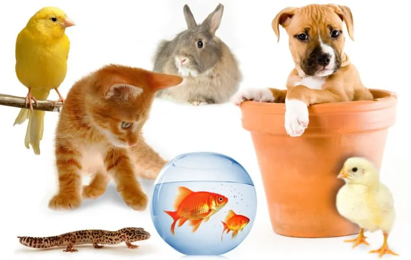 Súc vật là gì? Pháp luật quy định gì liên quan đến súc vật?