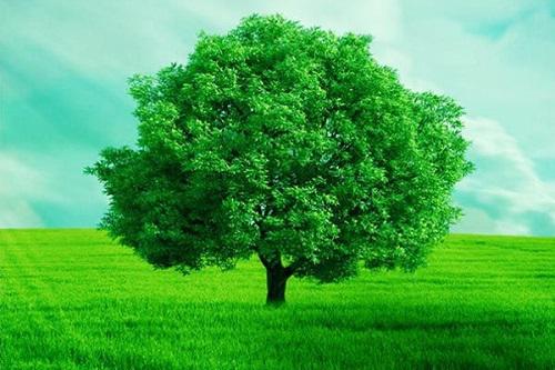 Ý nghĩa của màu xanh lá cây