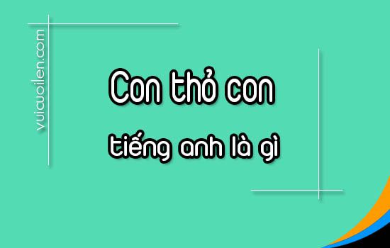 Con thỏ con tiếng anh là gì và đọc như thế nào cho đúng