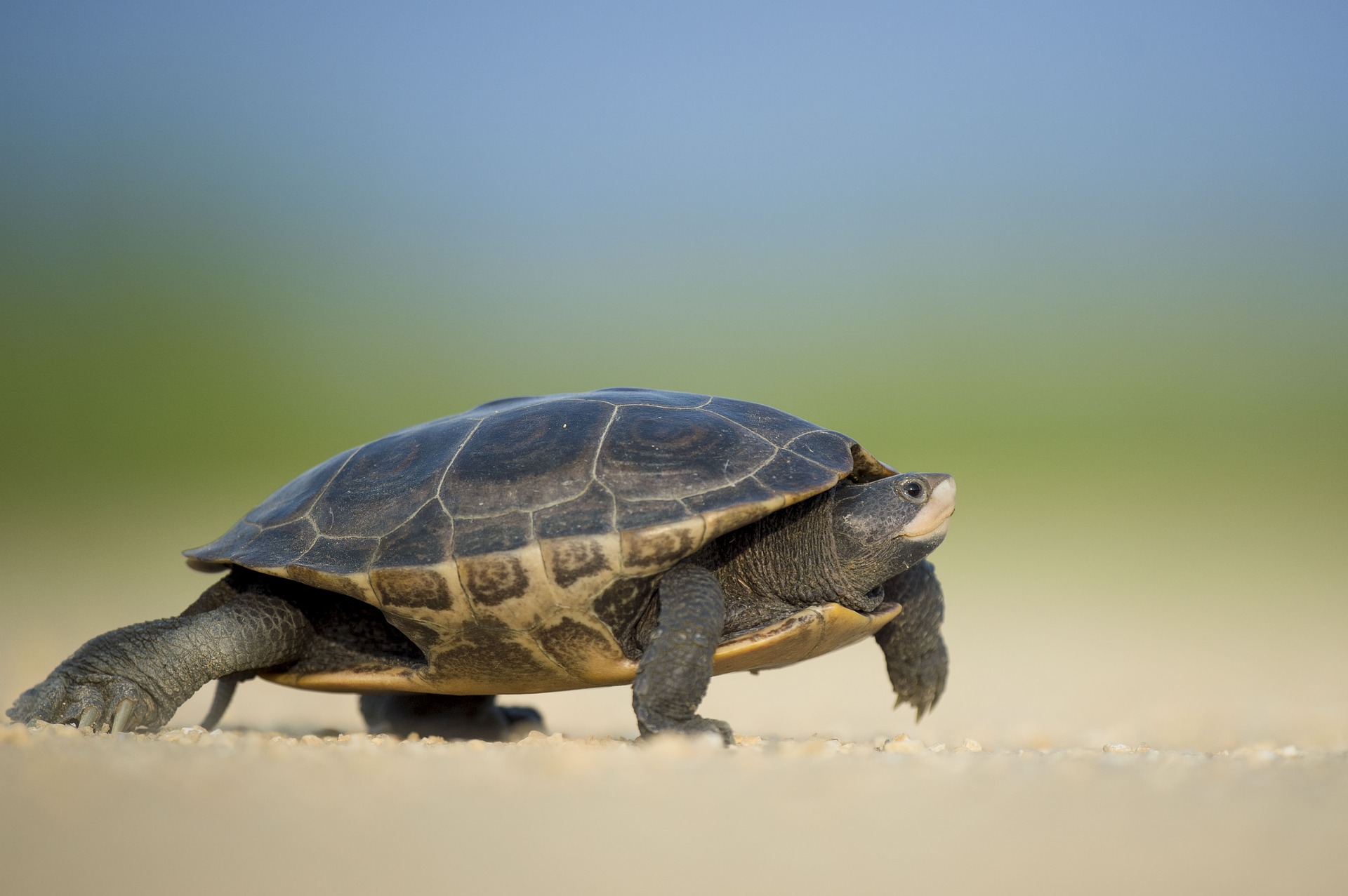 Con rùa trong tiếng Anh đọc là gì? Từ vựng và các ví dụ chi tiết