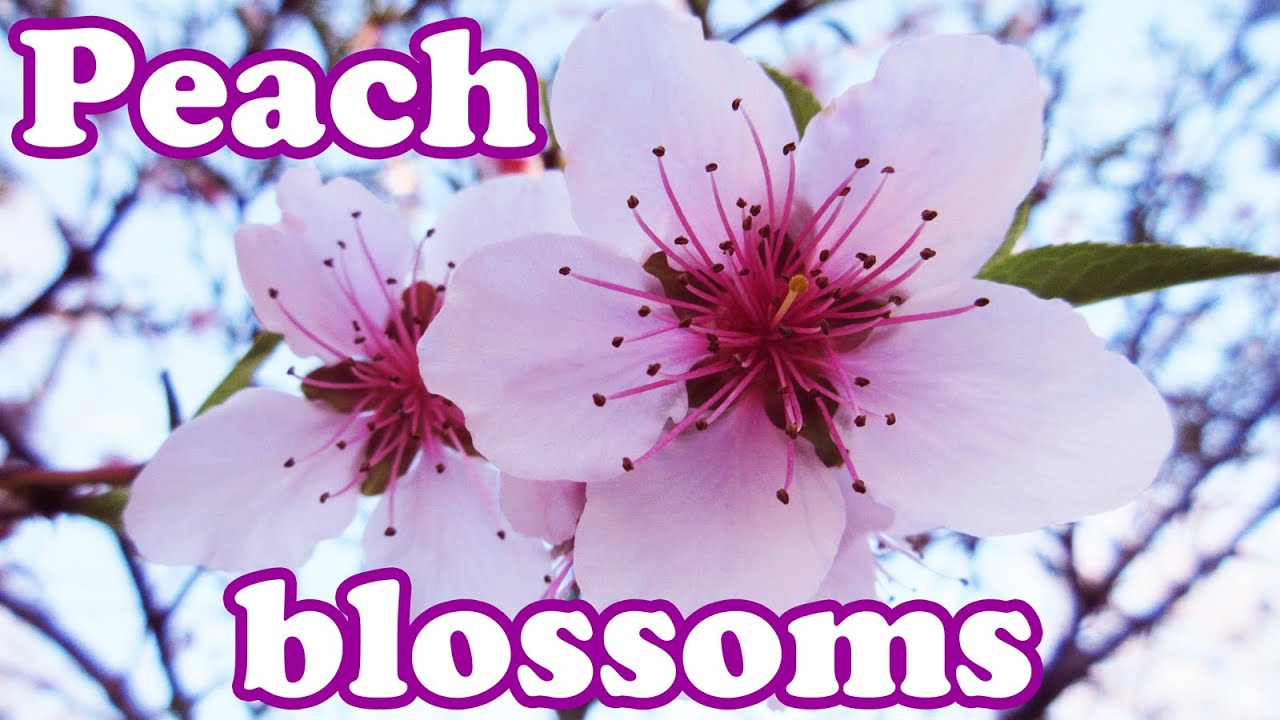 "Blossom" nghĩa là gì: Định nghĩa, Ví dụ Tiếng Anh