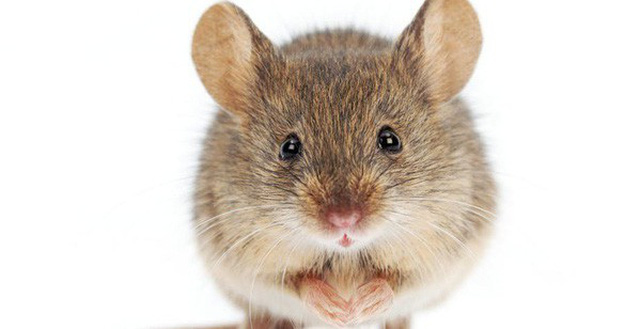 Con chuột tiếng Anh là gì: Định nghĩa, ví dụ Anh Việt