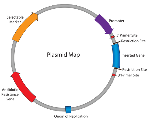 Tái tổ hợp DNA: Khái niệm và phân loại vector