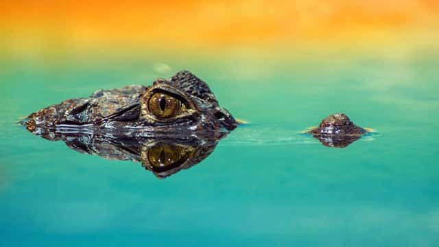 Phân biệt Crocodile và Alligator