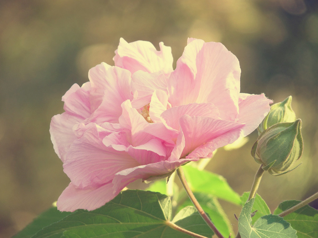 Ý nghĩa hoa Phù Dung – loài hoa đẹp gắn với sự tích vô cùng đặc biệt