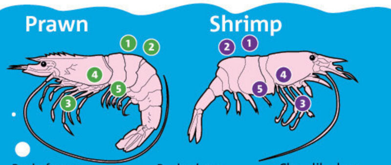 Sự khác nhau giữa shrimp và prawn - chuyên gia giải đáp